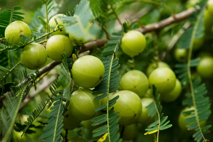 amla
